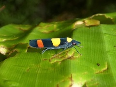 Platygonia praestantior