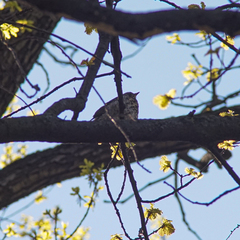 Turdus pilaris