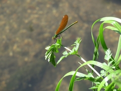 Calopteryx haemorrhoidalis