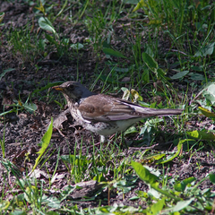 Turdus pilaris