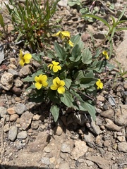 Viola pinetorum