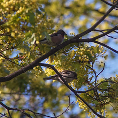 Fringilla coelebs