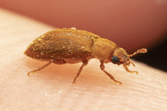 Byturus unicolor