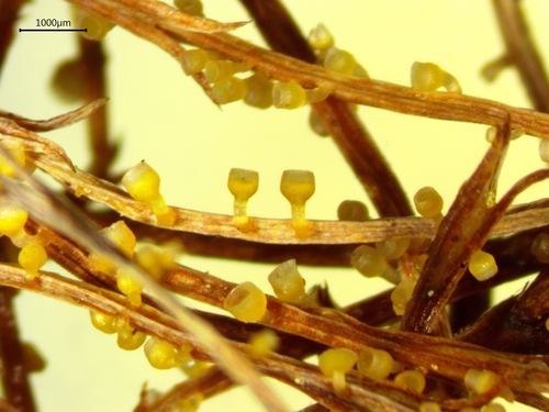 Stamnaria yugrana image