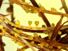 Stamnaria yugrana image