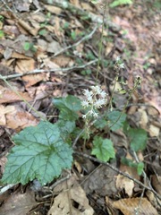Tiarella wherryi