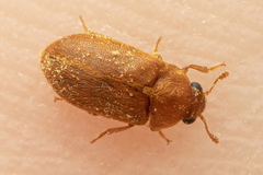 Byturus unicolor