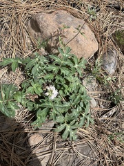 Phacelia hydrophylloides