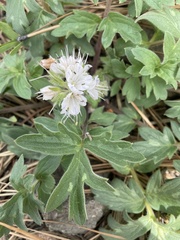Phacelia hydrophylloides
