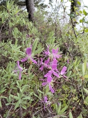 Rhododendron canadense