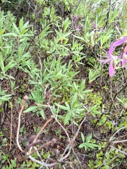 Rhododendron canadense