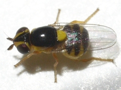 Thaumatomyia grata