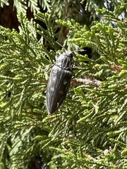 Chalcophora detrita