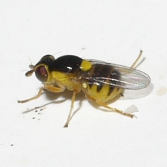 Thaumatomyia grata