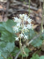 Tiarella wherryi