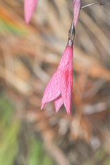 Celiantha imthurniana