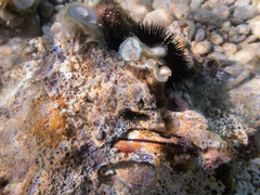 Lithophaga lithophaga