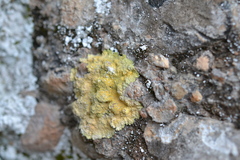 Leproplaca xantholyta