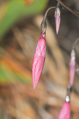 Celiantha imthurniana