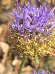 Jasione heldreichii
