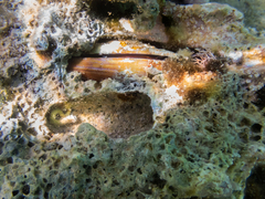 Lithophaga lithophaga