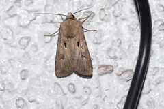 Agrotis exclamationis