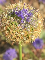 Jasione heldreichii