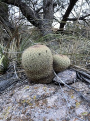 Coryphantha recurvata