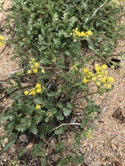 Rorippa subumbellata