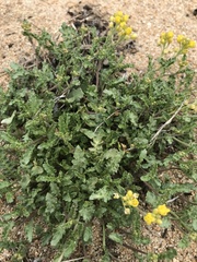 Rorippa subumbellata