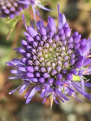 Jasione heldreichii