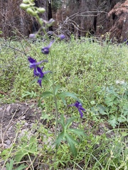 Delphinium burkei