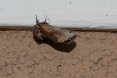 Oedemasia concinna