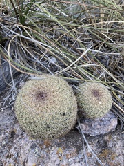 Coryphantha recurvata