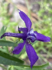 Delphinium burkei