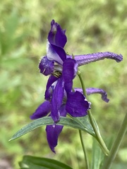 Delphinium burkei