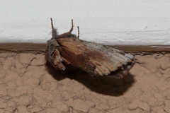 Oedemasia concinna