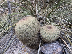 Coryphantha recurvata