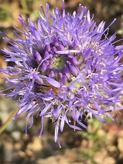 Jasione heldreichii