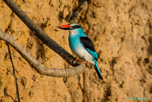Blue-breasted Kingfisher