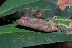 Cicinnus