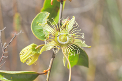 Passiflora angusta