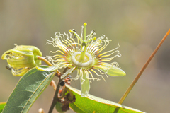 Passiflora angusta