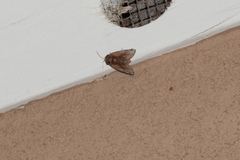 Oedemasia concinna