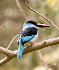 Blue-Breasted Kingfisher photo 2