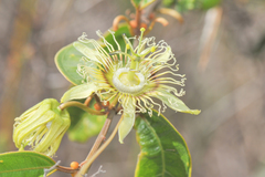 Passiflora angusta