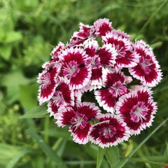 Dianthus barbatus