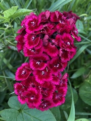 Dianthus barbatus