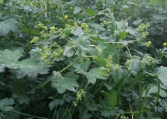 Alchemilla vulgaris