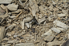 Chrysanthrax vanus